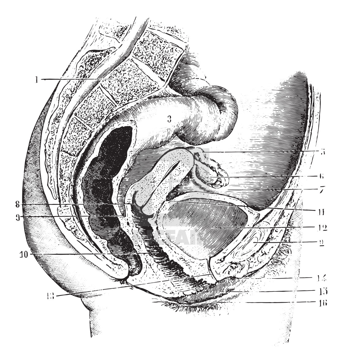 Женские органы малого таза вектор